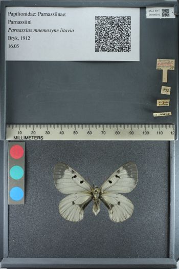 Media type: image;   Entomology 180010